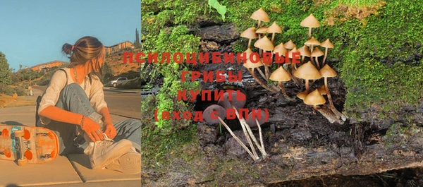 шишки Белокуриха